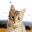轻舟独钓猫倚窗