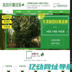 天津苗圃_苗木基地_速生国槐_美国红枫_法桐-民鑫苗圃
