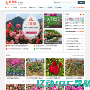 月季网 - 树状藤本大花，月季批发交易基地