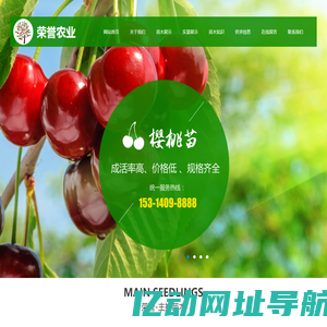 苹果苗-矮化苹果苗-无花果苗-梨树/樱桃树/苹果树/核桃树/冬枣树苗-泰安高新区荣誉农业科技有限公司
