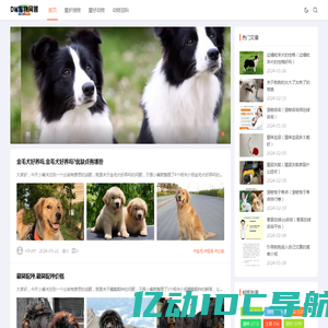 DW宠物问答