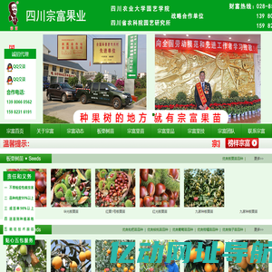 成都天府新区宗富水果种植专业合作社|板栗苗