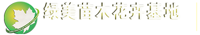 元宝枫 元宝枫种子 元宝枫基地 元宝枫苗价格-绿美苗木基地直销